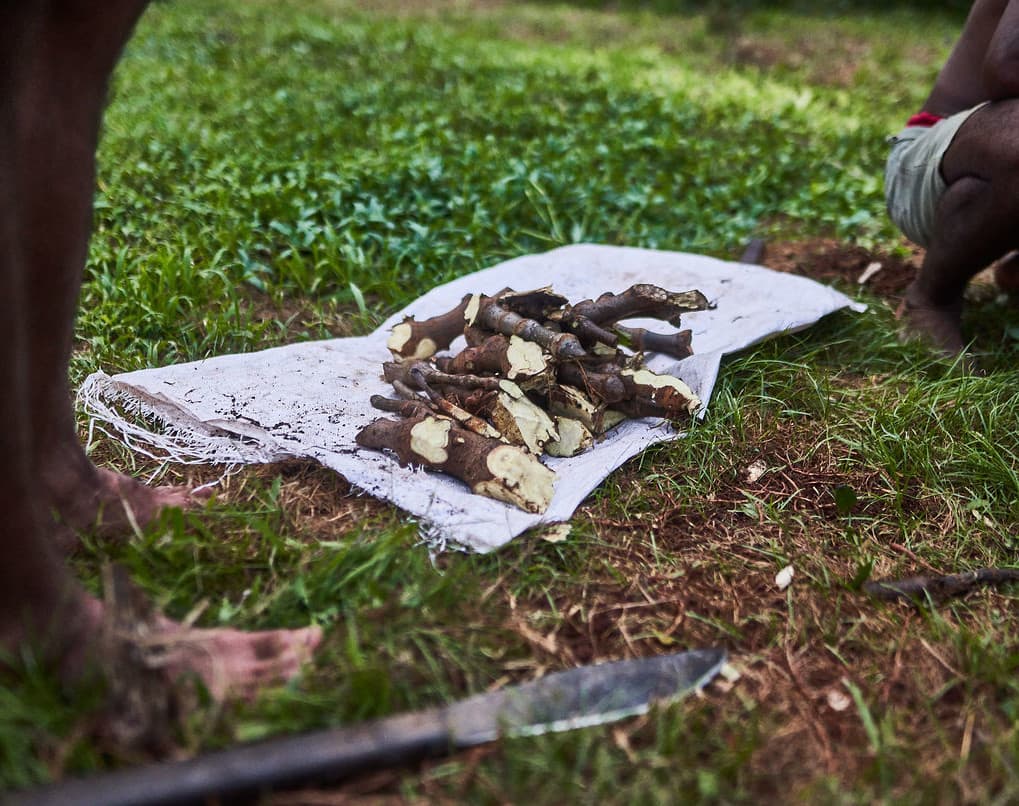 Noble kava roots and plant