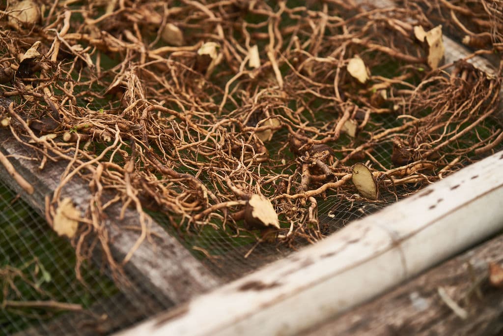 Dried kava root ready for preparation