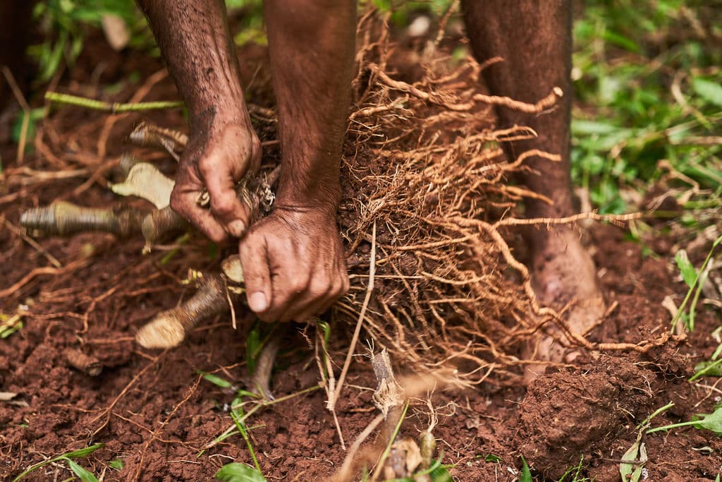 Dried noble kava root from Fiji