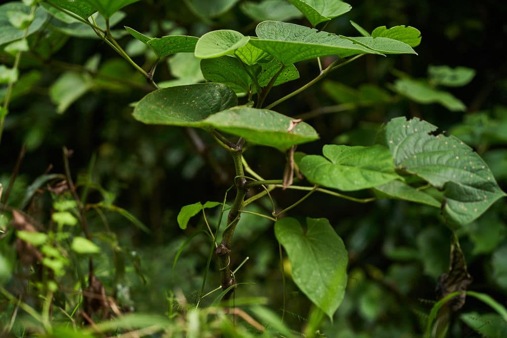 Kava plant growing in the Pacific Islands